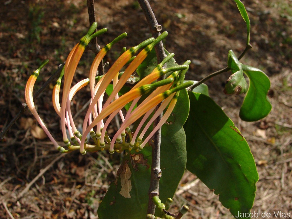 Dendrophthoe falcata (L.f.) Ettingsh.